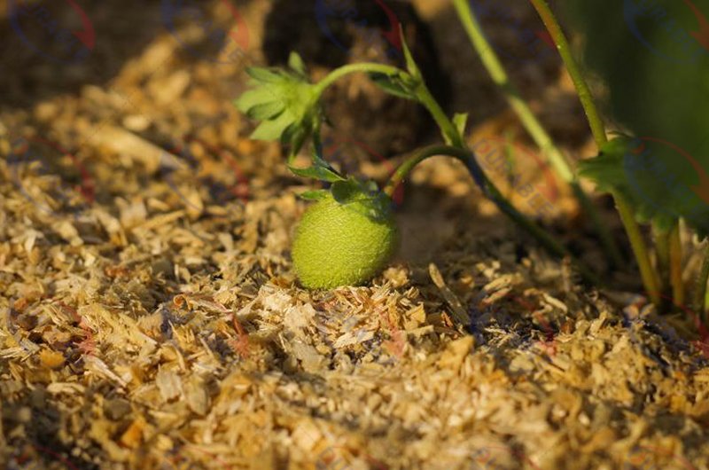 Gardening and Agriculture