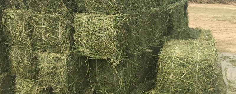 alfalfa